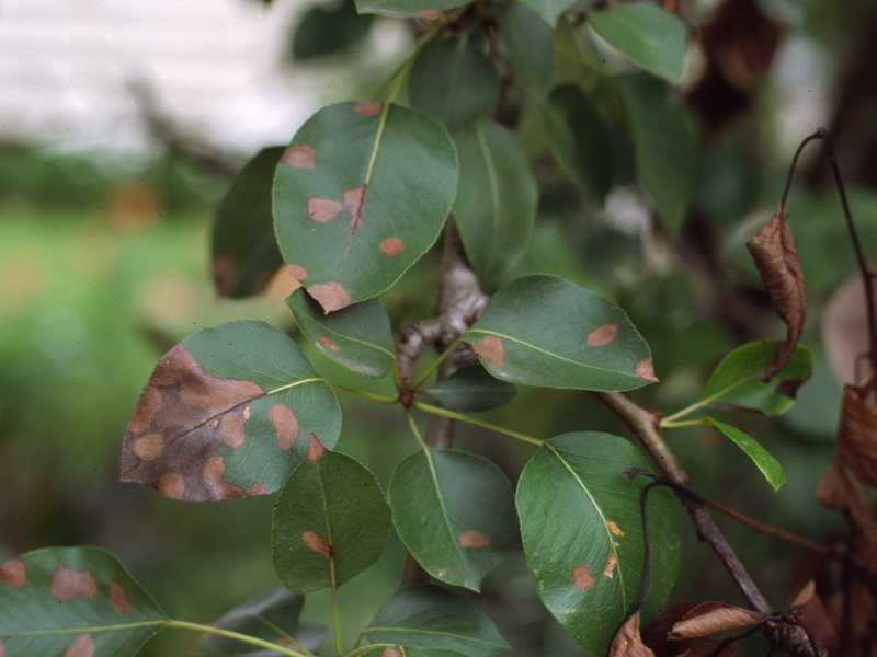 Herbicide Damage to Plants